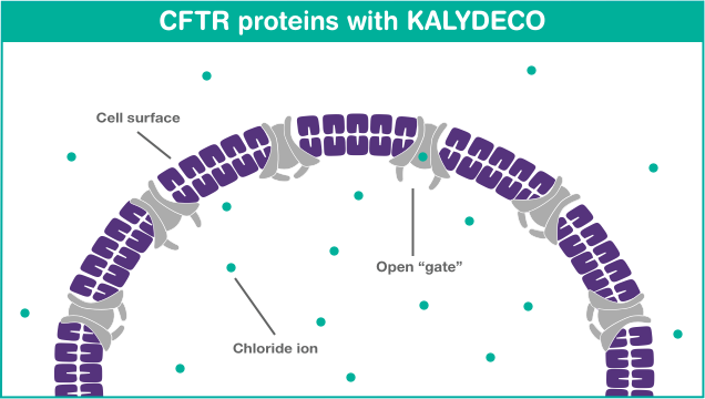CFTR protein diagram